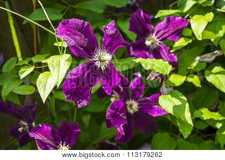 Blossoming purple clematis