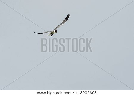 Laughing Gull Flight Wings High