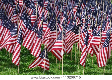 USA flags on the meadow