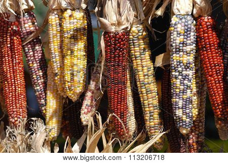 colorful Indian corn