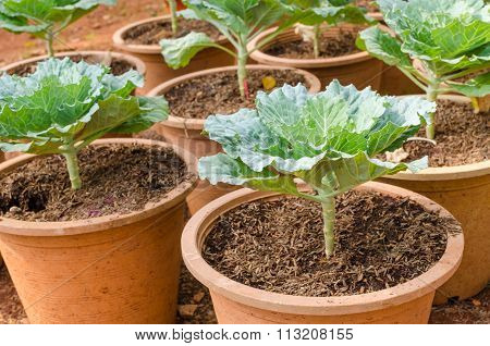 ornamental leaved Kale