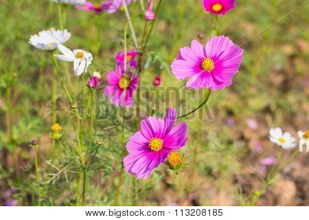Cosmos flowers blooming in garden
