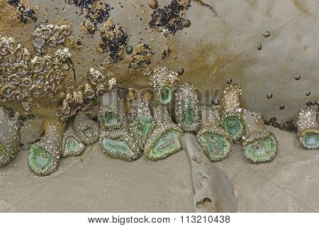 Green Anemones At Low Tide