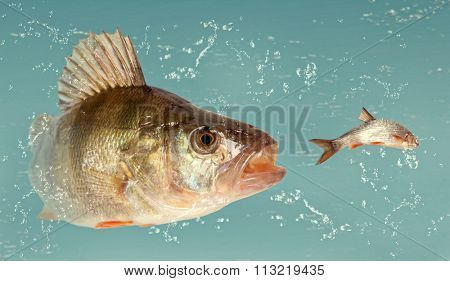 Big river perch (Perca fluviatilis). River predator