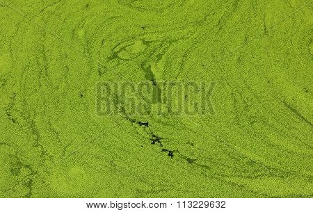 mosquito fern in the river