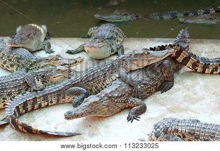 Crocodiles