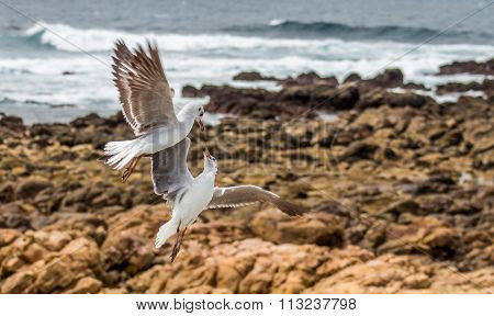 Seagull's Fighting
