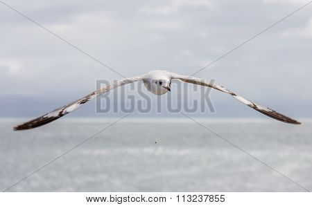 Seagull