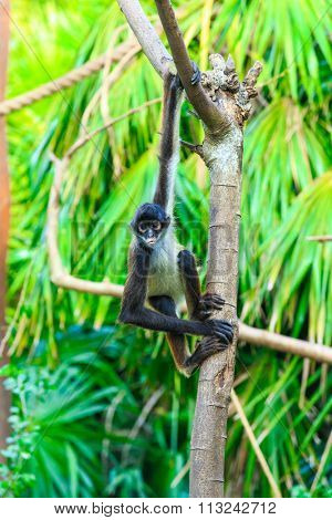 Spider monkey on a tree