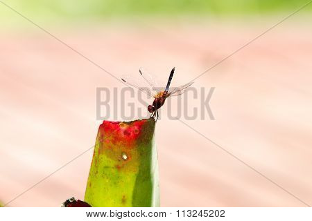 The red-veined darter or nomad (Sympetrum fonscolombii), dragonfly of the genus Sympetrum