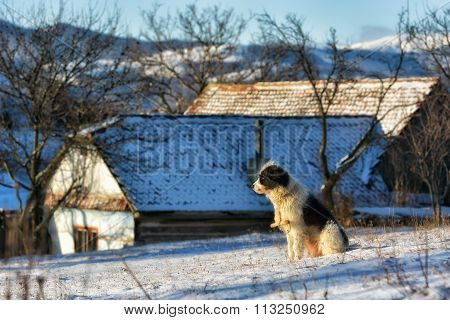 Frozen Sunny Day Of A Winter, On Wild Transylvania Hills. Holbav. Romania. Low Key, Dark Background,