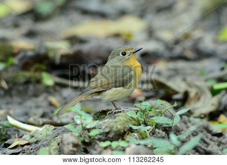Female Hill Blue Flycatcher