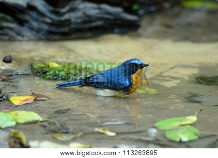 Male Hill Blue Flycatcher