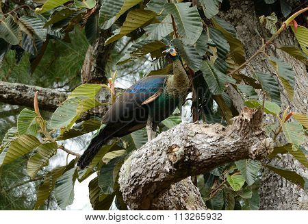 Female Green Peafowl (pavo Muticus)