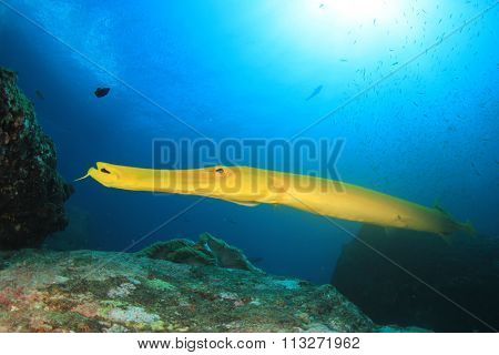 Yellow Trumpetfish fish
