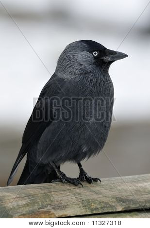 Jackdaw