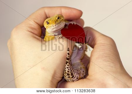 Cute Gecko With Heart In Paws