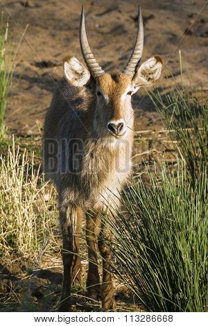 Waterbuck In Kruger National Park