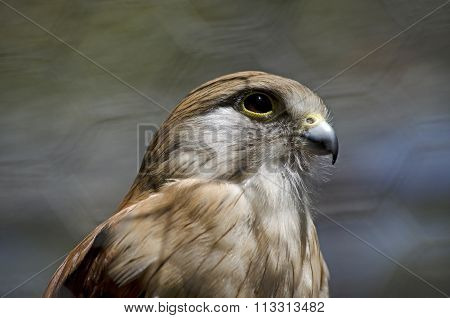 Nankeen Kestrel