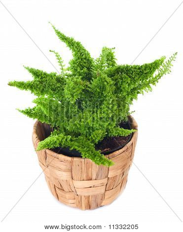 Okno Plant 