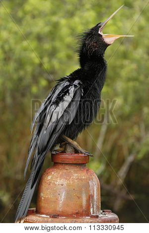 Anhinga (anhinga Anhinga) In Everglades National Park, Florida,