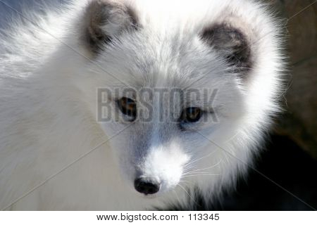Artic Fox