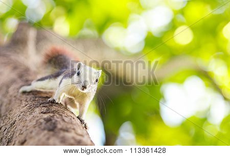 cute white squirrel on the tree in nature forest