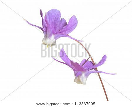 Flowers Of Barrebwort