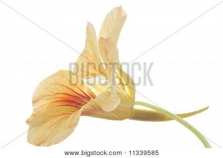 Nasturtium