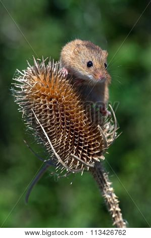 Harvest Mouse (Micromys Minutus)