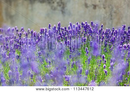 lavender flowers
