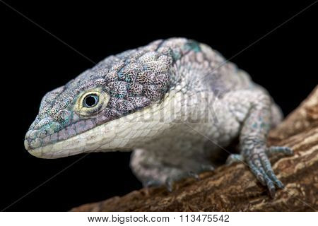 Arboreal alligator lizard (Abronia graminea)