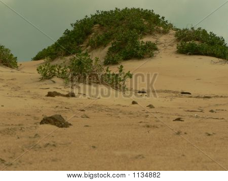 Sandscaping ของชายหาด