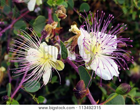 Flower Caper (lat. Capparis Spinosa)