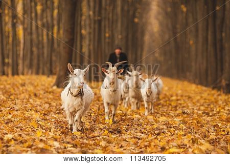 shepherd with a herd of goats