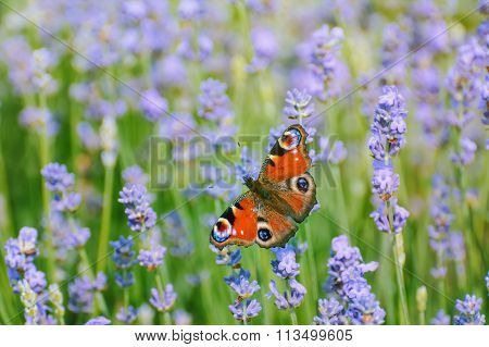 Peacock Butterfly