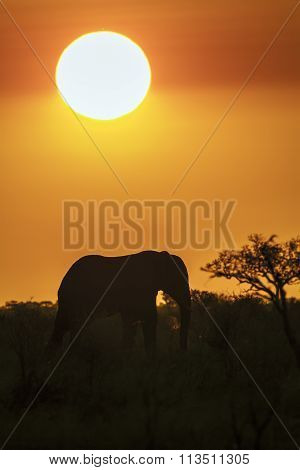 African Bush Elephant In Kruger National Park