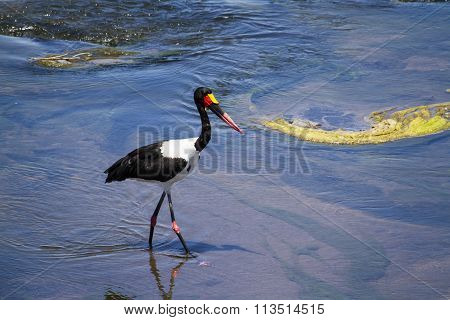 Saddle-billed Stork In Kruger National Park