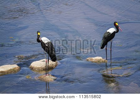 Saddle-billed Stork In Kruger National Park