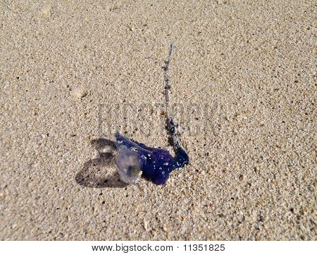 Umyl se Man-o války s dlouhým ocasem na Oahu Beach