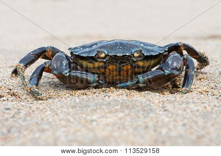 Green Shore Crab (Carcinus Maenus)