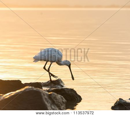 black faced spoonbill