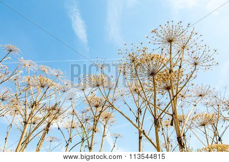 Parsnip Sosnowski Plant
