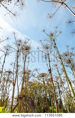 Parsnip Sosnowski Plant