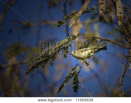 Vista frontale di pino Warbler