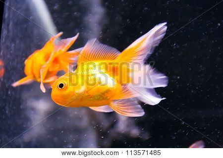 Red Parrot Cichlid