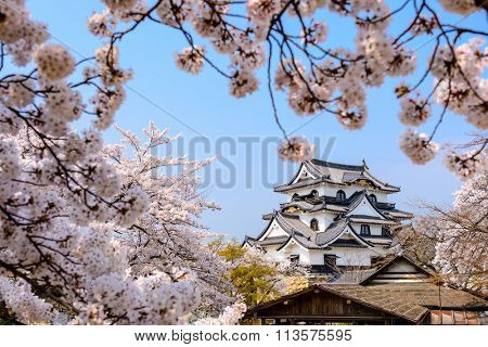 Hikone, Japan at Hikone Casle in the spring season.