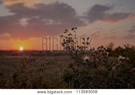 Sunset in the desert