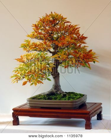 Buk Bonsai v barvách podzimu