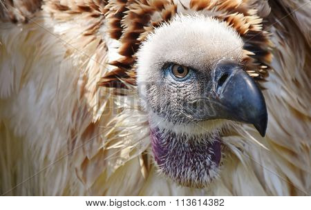 Large Cape Vulture